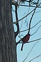 red bird 2